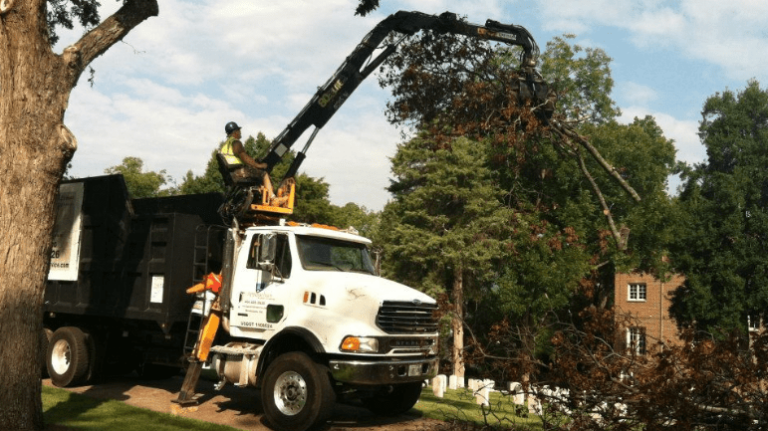 Tree Trimming In Kennesaw GA