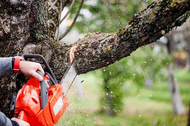 Tree Removal Permit Atlanta GA