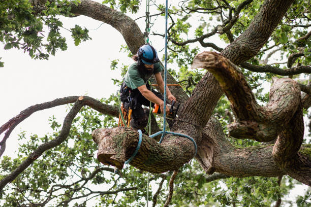 Tree Removal Woodstock GA