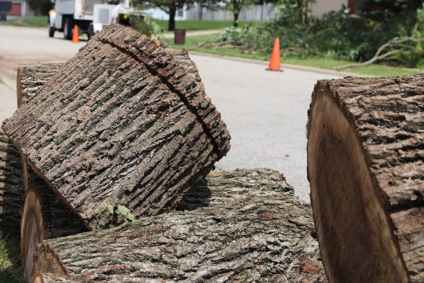 Freshly cut tree logs on a suburban street with safety cones in the background, indicative of recent tree removal work.